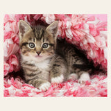 Cute Cat finished paint by numbers artwork