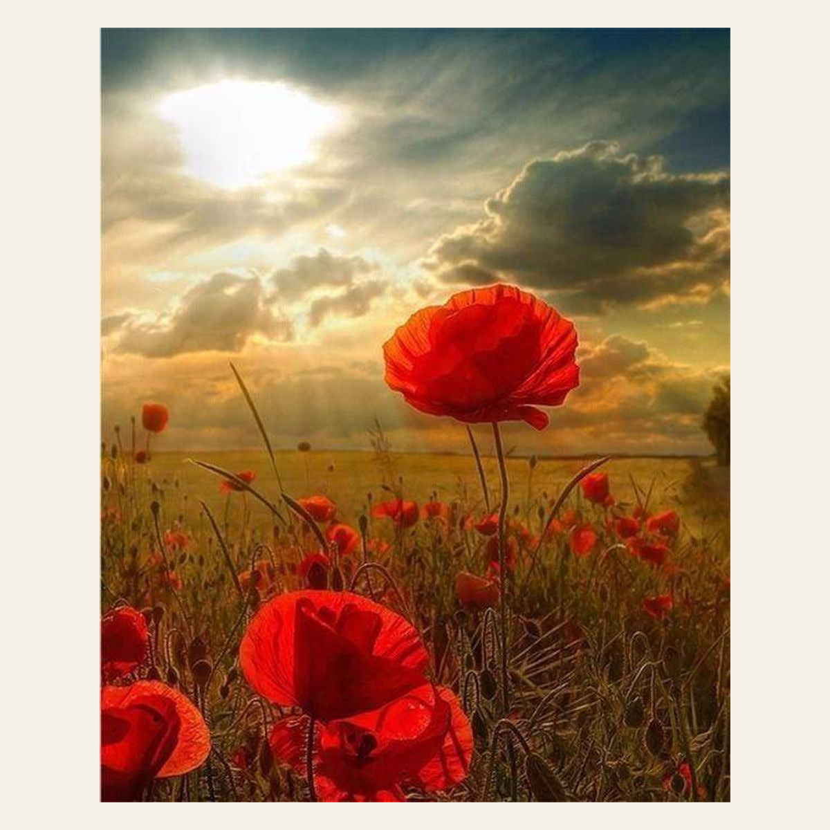 Red Flowers and Sunlight finished paint by numbers artwork