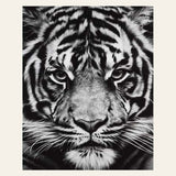 Tiger Head Black And White finished paint by numbers artwork