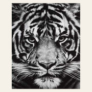 Tiger Head Black And White finished paint by numbers artwork
